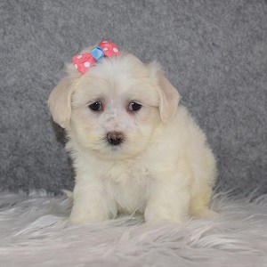 Shih Tzu puppy adoptions in MD
