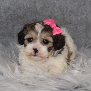 Shichon puppies for sale in MD