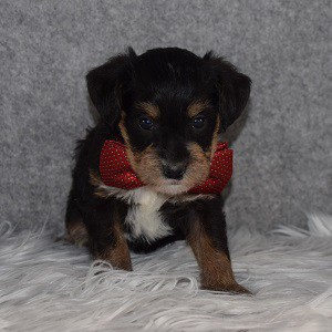 Schnoodle puppies for sale in MD