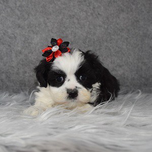 Mal-shi puppies for sale in DE