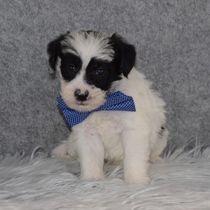 Schnoodle puppies for sale in PA