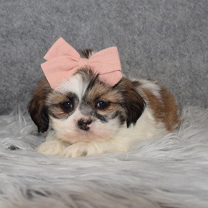 Shih Tzu Puppy Adoptions in VA