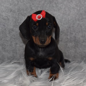 dachshund puppies for sale in DE