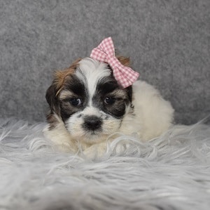 Mal-shi puppies for sale in MD