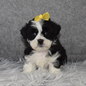 Mal-shi puppies for sale in NJ