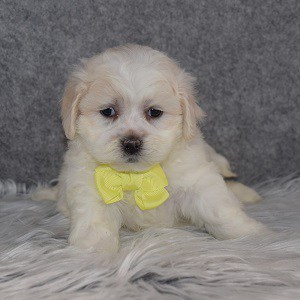 Shih Tzu mix puppies for sale in MD