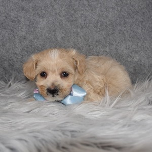 poodle mixed puppies for sale