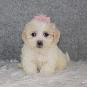 Shih Tzu puppy adoptions in NY