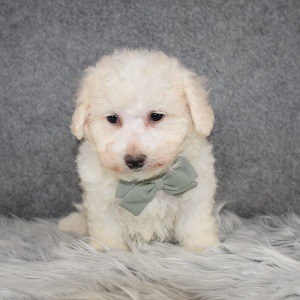 Bichon puppies for sale in NY