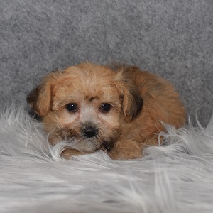 yorkichon puppies for sale in CT