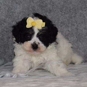 Havachon puppies for sale in VA
