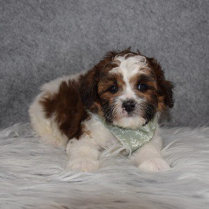 Shih Tzu mix puppies for sale in CT