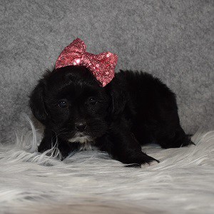 Shih Tzu mix puppies for sale in VT