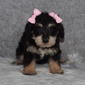 schnoodle adoptions in PA