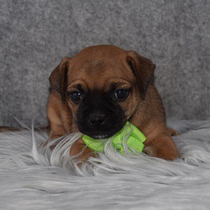 jug puppies for sale in MA
