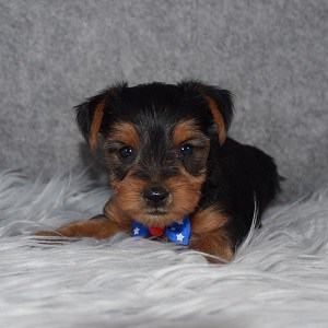 Yorkishire terrier puppies for sale in NY
