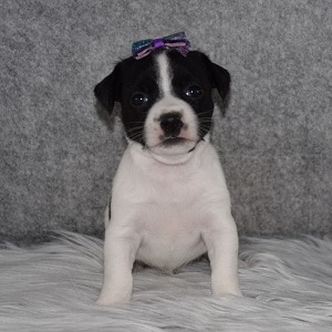 jack russell puppies for sale in VA