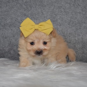 Maltese mix puppies for sale in NY