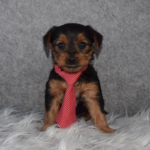Yorkishire terrier puppies for sale in DE