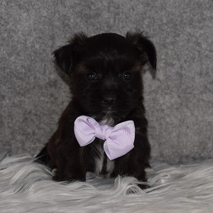 Morkie puppies for sale in MD