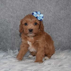 cavalier mixed puppies for sale in MD