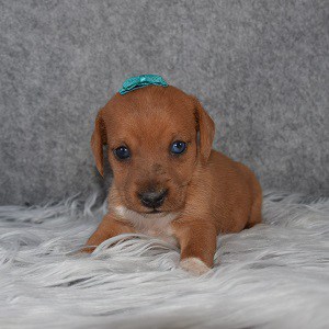 Jackhunds puppies for sale in PA
