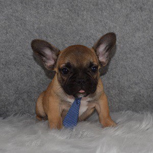 french bulldog puppies for sale in VA