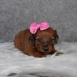 Jackhunds puppies for sale in NJ