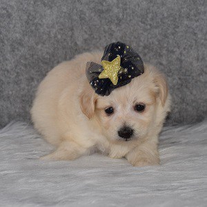 poodle mixed puppies for sale in PA