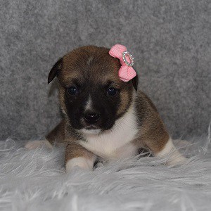 jack russell mixed puppies for Sale in PA