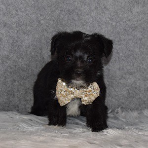 Morkie puppies for sale in CT