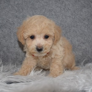 bichonpoo puppies for sale in Washington DC