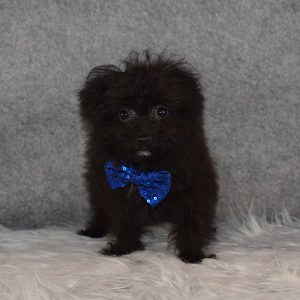 pomapoo puppies for sale in NJ