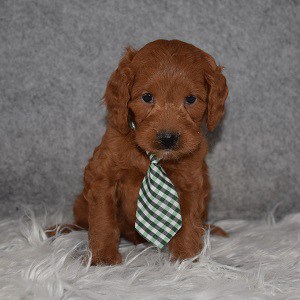 Cockapoo puppies for sale in NY