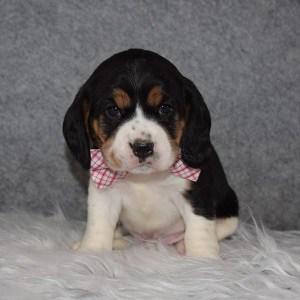 Beagle mixed puppies for sale in PA