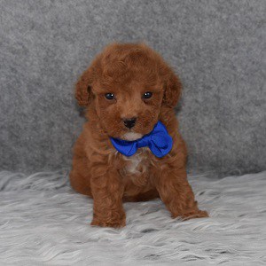 Poodle puppies for sale in PA