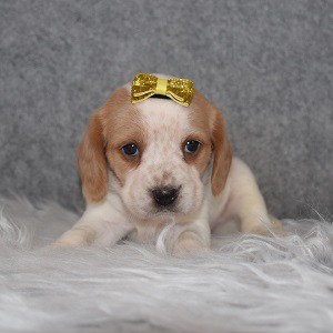 beagle mixed puppies for Sale in MD