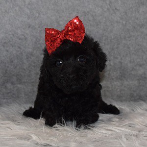 yorkichon puppies for sale in NY