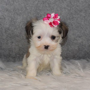 havanese puppies for sale in NY