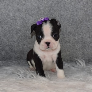 Boston Terrier puppies for Sale in DE
