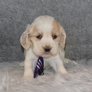 cocker puppies for sale in MA