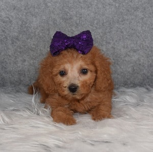poodle mixed puppies for sale in PA