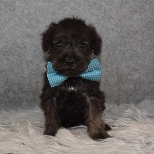 schnoodle adoptions in MD