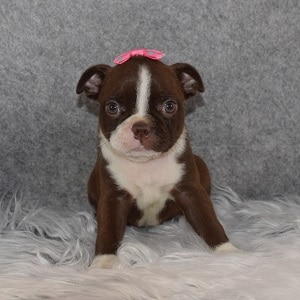 Boston Terrier puppies for Sale in CT