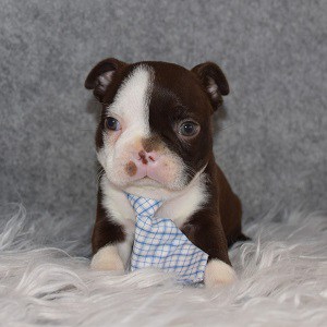 Boston Terrier puppies for Sale in NJ