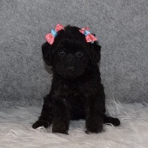 yorkichon puppies for sale in ME
