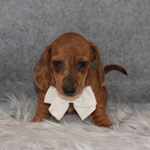 dachshund puppies for sale in WV