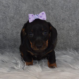 dachshund puppies for sale in NJ