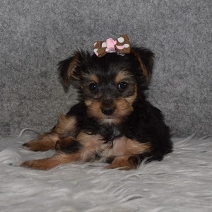 Yorkie puppies for sale in PA