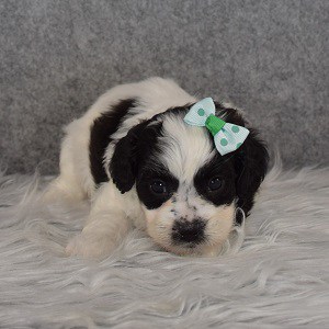 Shihpoo puppies for sale in RI